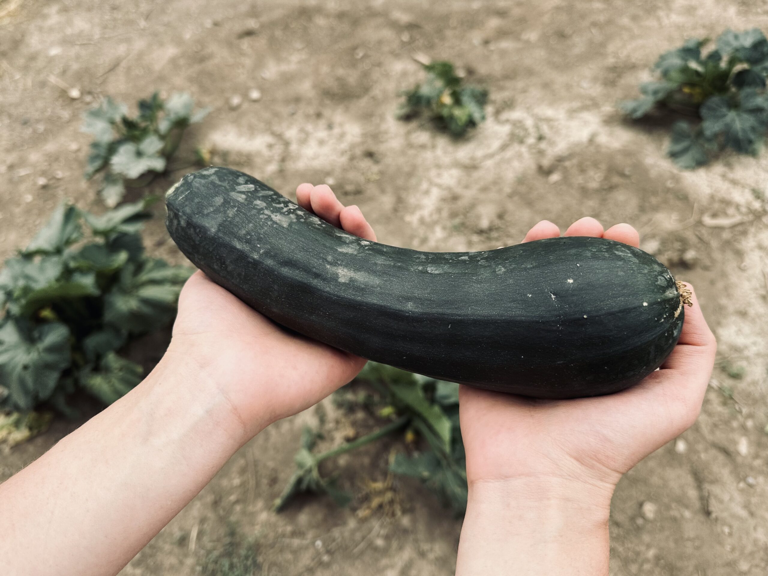 home grown zucchini in garden