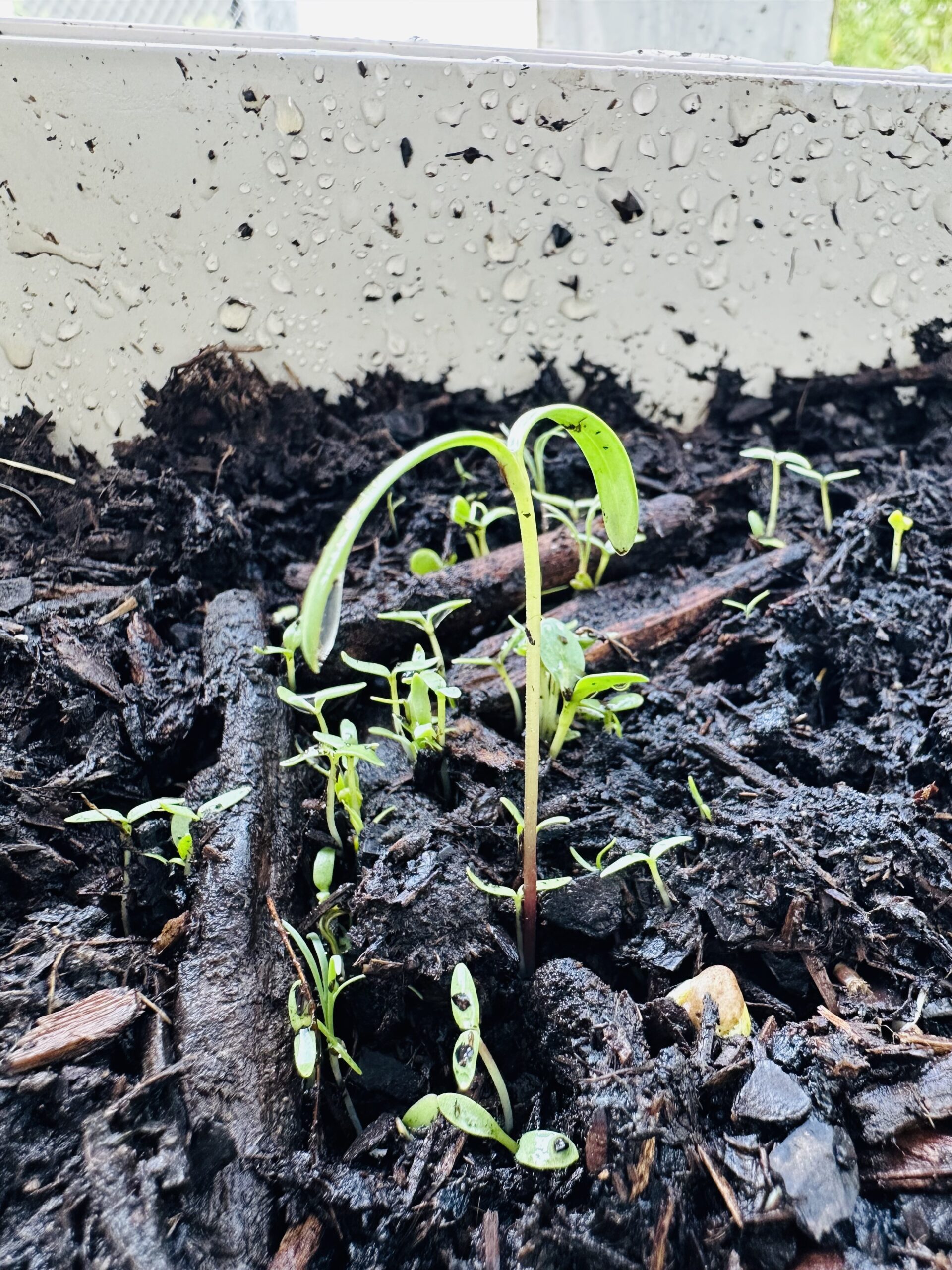 little flower growing out of dirt with rain droplets